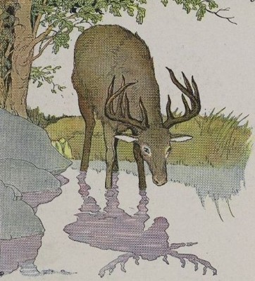 THE STAG AND HIS REFLECTION
