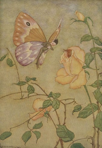 THE ROSE AND THE BUTTERFLY