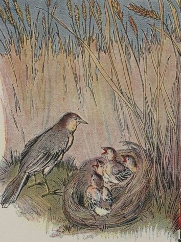 THE LARK AND HER YOUNG ONES