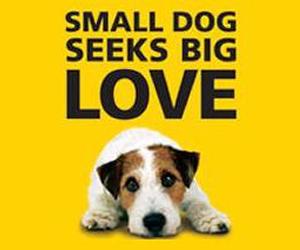 Click here to show your support for Dogs Trust