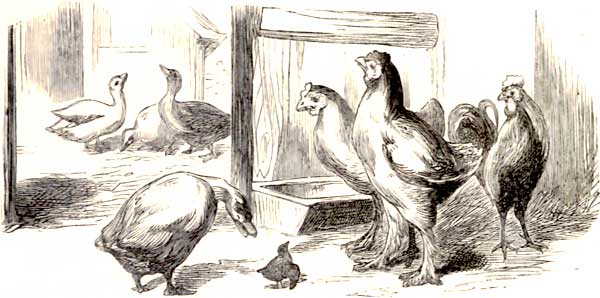 THE LITTLE SINGING BIRD RECEIVES DISTINGUISHED
PATRONAGE.